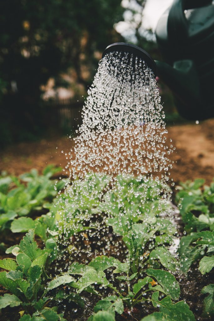 water plants